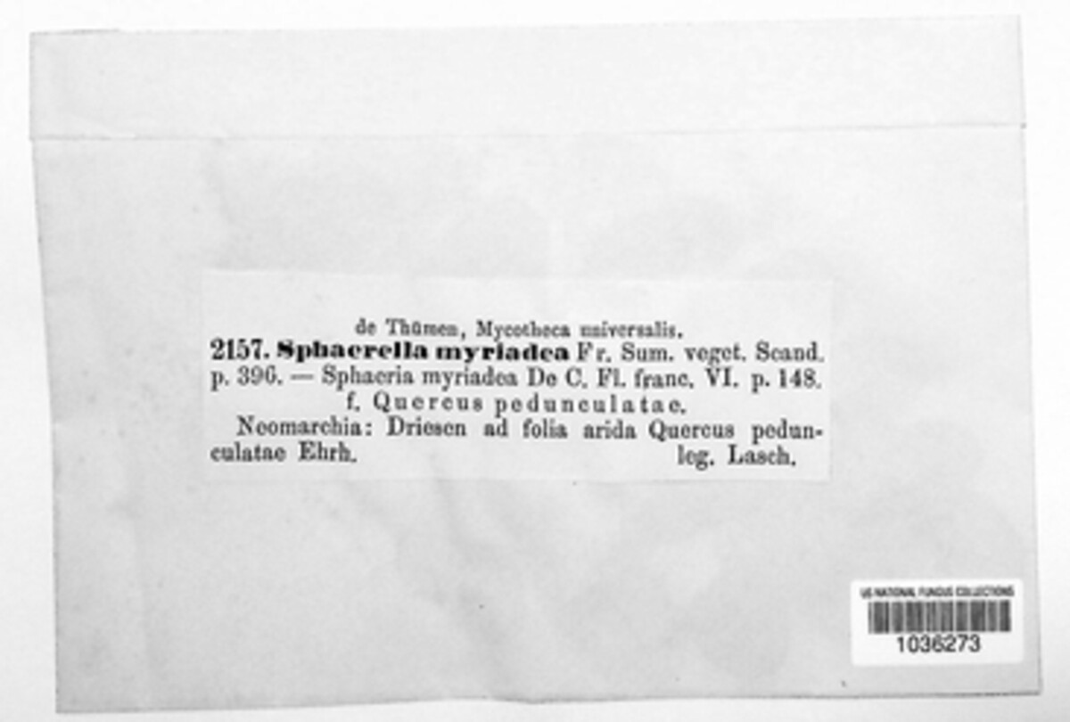 Sphaerulina image